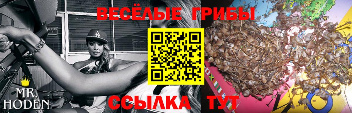 Сызрань  Псилоцибиновые грибы GOLDEN TEACHER  купить наркотики цена  Вход с VPN 